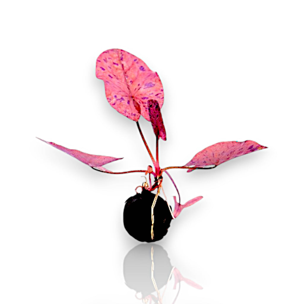 Live Freshwater Aquarium Plant product image 11