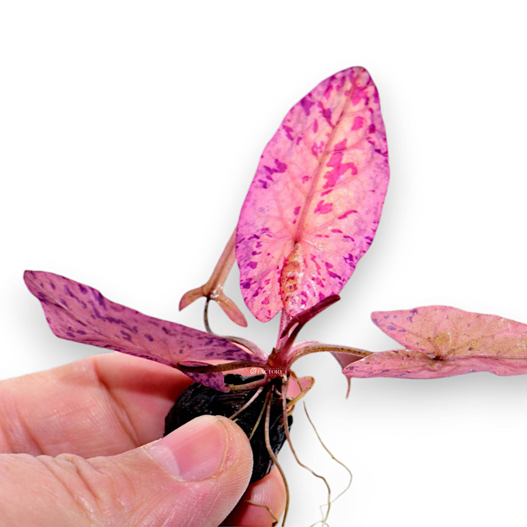 Live Freshwater Aquarium Plant Sprouted Bulb With Leaf