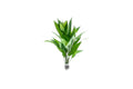 Live Aquarium Plant product image 1
