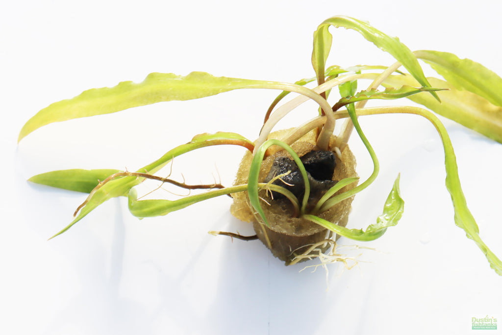 Cryptocoryne Aquarium Plant Pack product image 24