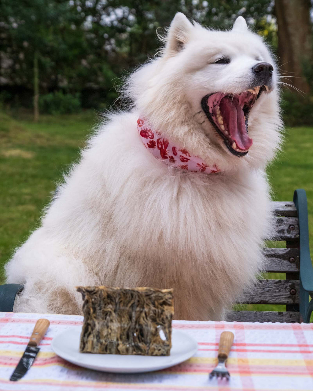 Air-Dried Fish Skin Dog Chew Bars product image 2