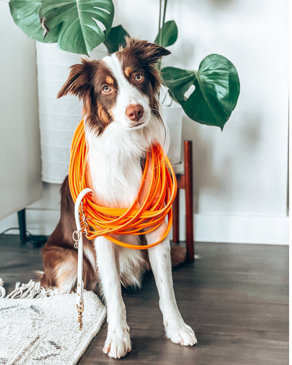 Biothane Dog Training Long Line product image 10