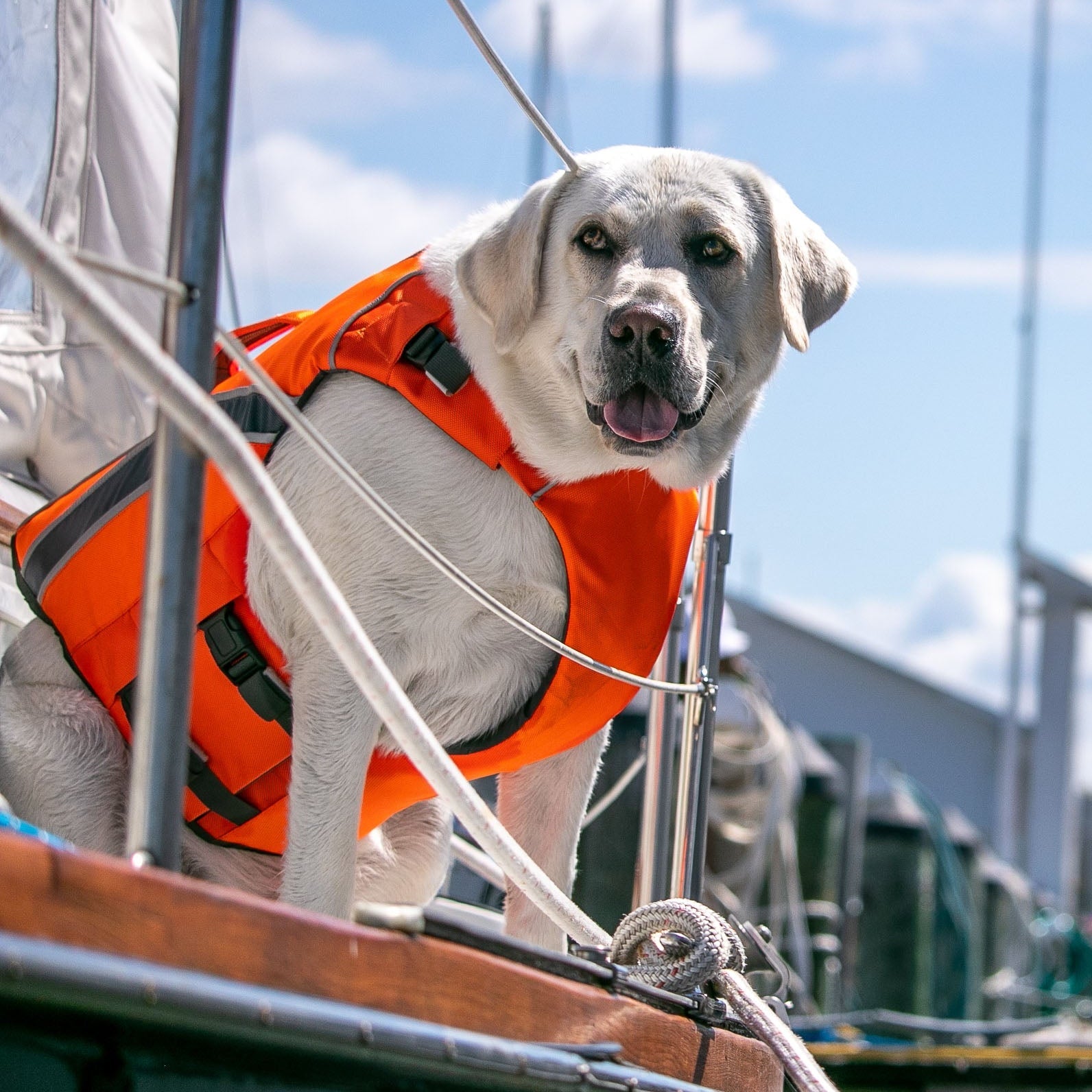 Full-Body Support Dog Life Jacket product image 1