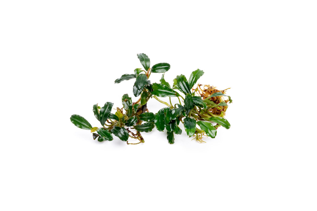 Live Aquarium Plant product image 1