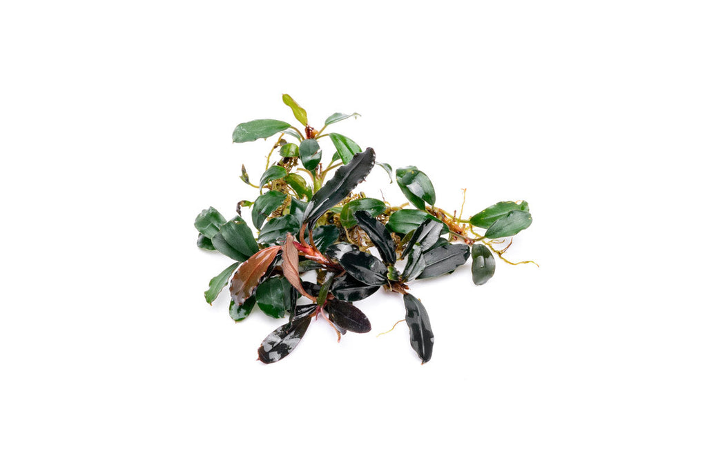 Live Freshwater Aquarium Plant product image 1