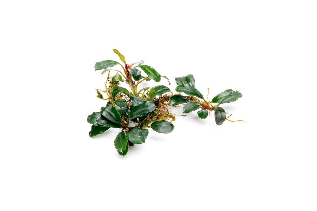 Live Freshwater Aquarium Plant product image 2