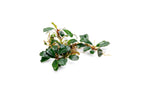 Live Freshwater Aquarium Plant product image 2