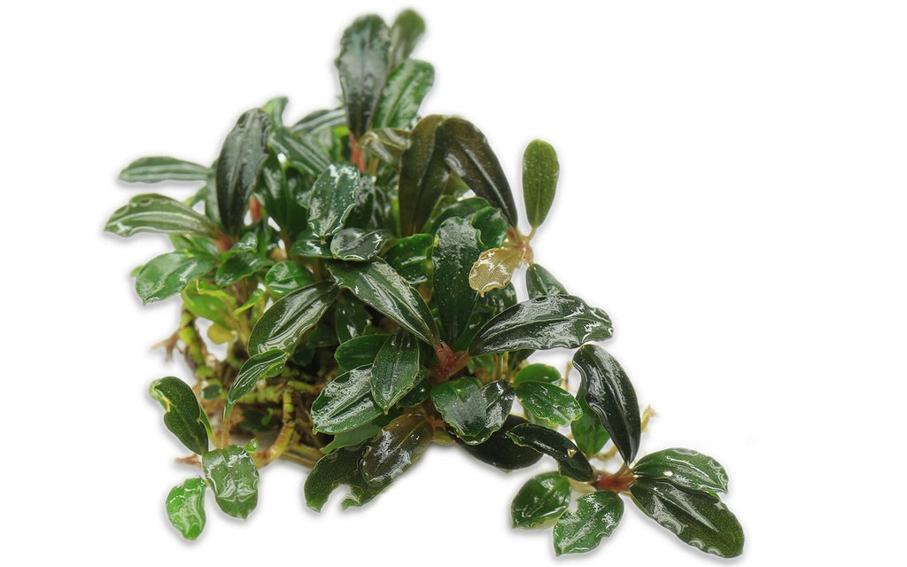 Live Freshwater Aquarium Plant product image 3