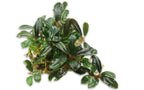 Live Freshwater Aquarium Plant product image 3