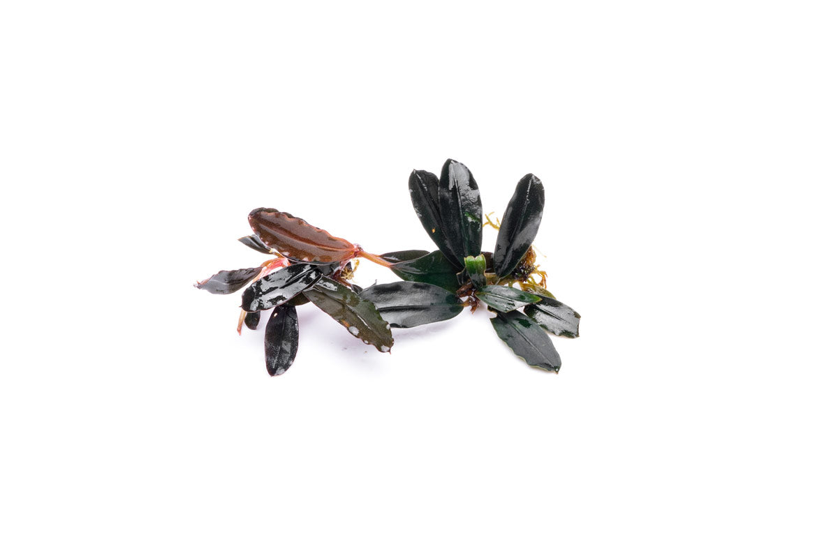Live Freshwater Aquarium Plant product image 4