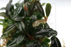 Live Freshwater Aquarium Plant product image 6