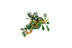 Live Freshwater Aquarium Plant product image 7