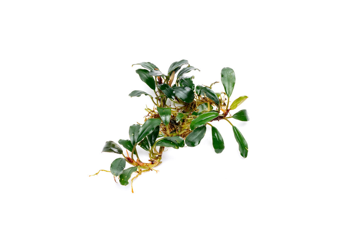 Live Freshwater Aquarium Plant product image 7