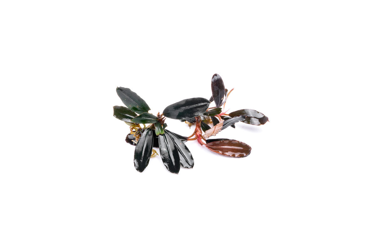 Live Freshwater Aquarium Plant product image 8