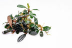 Live Freshwater Aquarium Plant product image 9