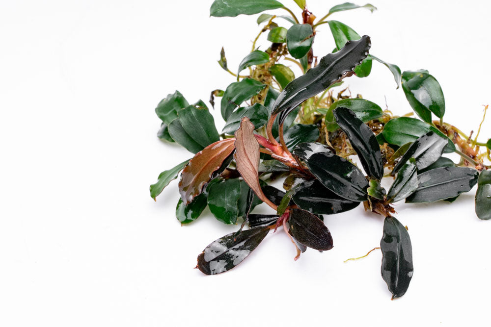 Live Freshwater Aquarium Plant product image 10