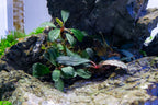 Live Freshwater Aquarium Plant product image 11