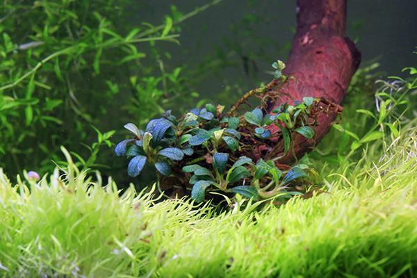 Live Aquarium Plant product image 2