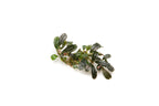 Aquarium Plant product image 1