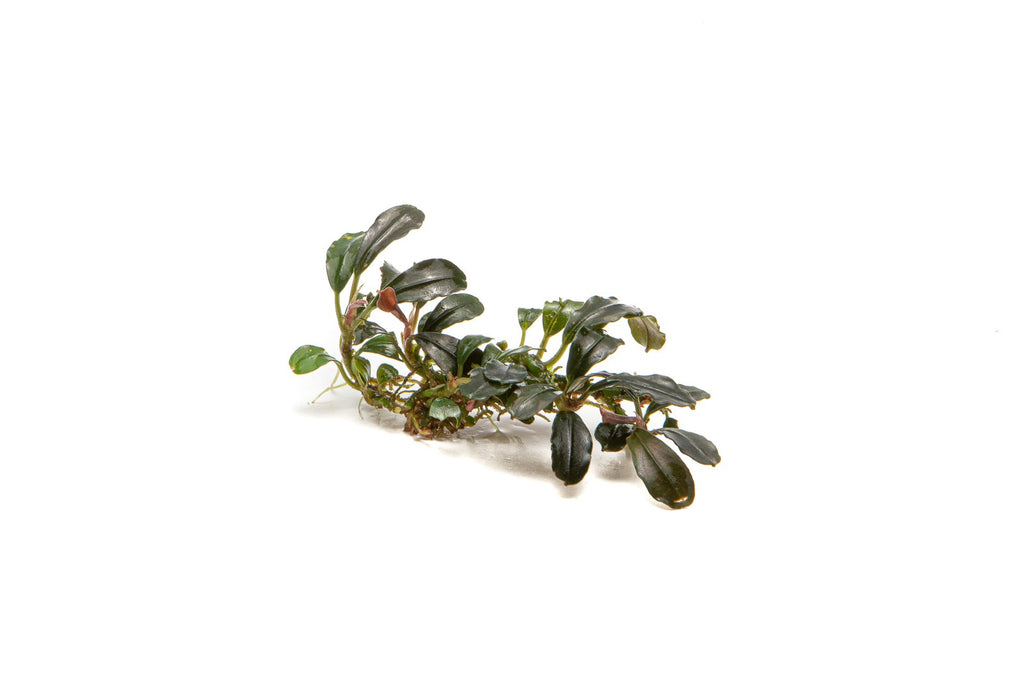Aquarium Plant product image 2