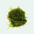 Aquarium Moss product image 1