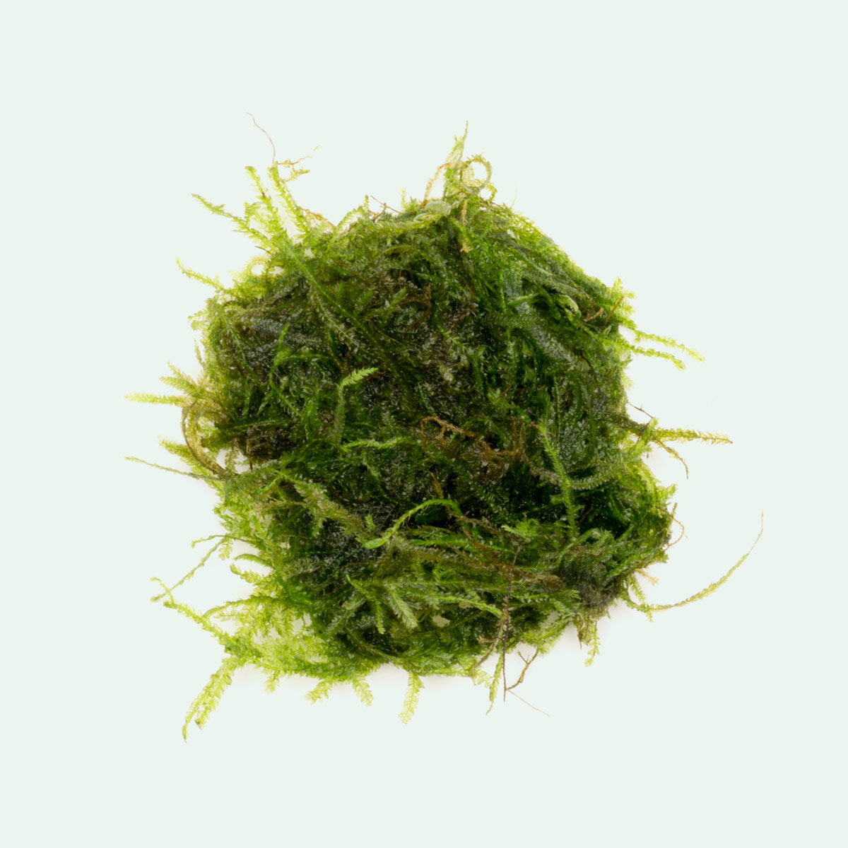 Aquarium Moss product image 1