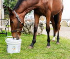 Camelina Oil Supplement product image 3