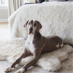 Orthopedic Dog Bed and Waterproof Blanket Bundle product image 4