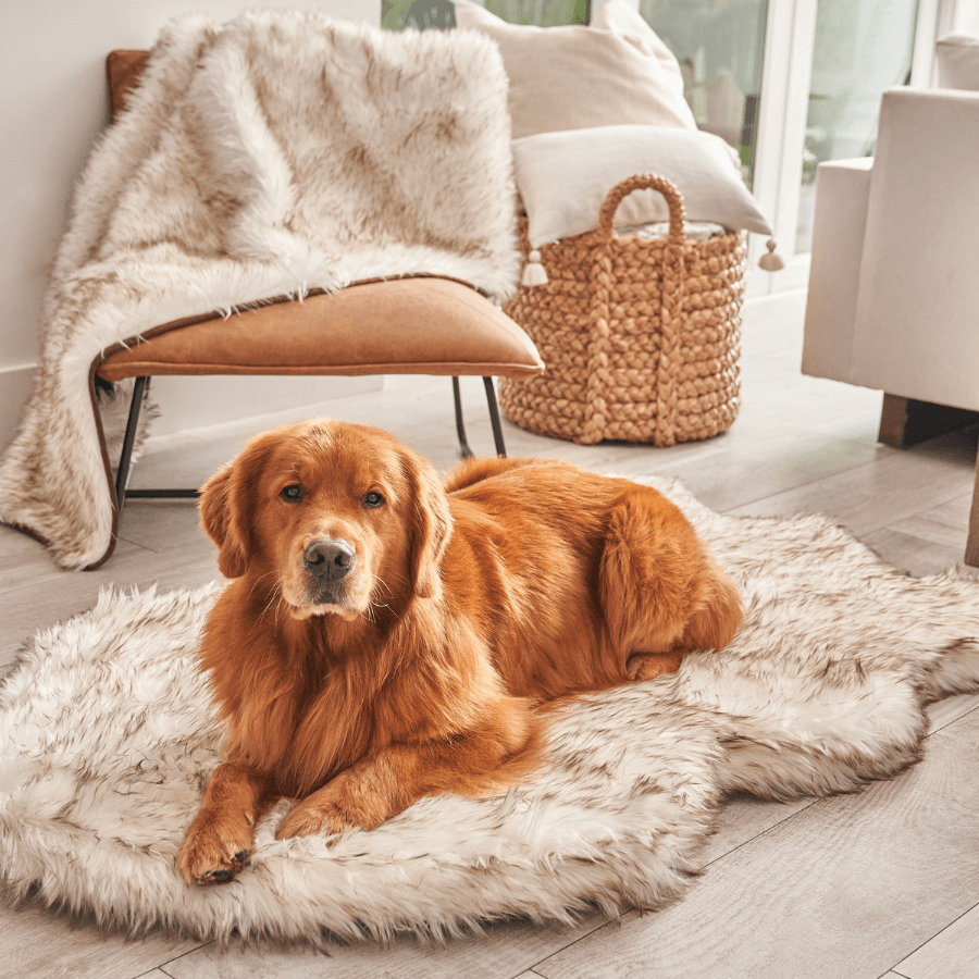 Orthopedic Dog Bed and Waterproof Blanket Bundle product image 5