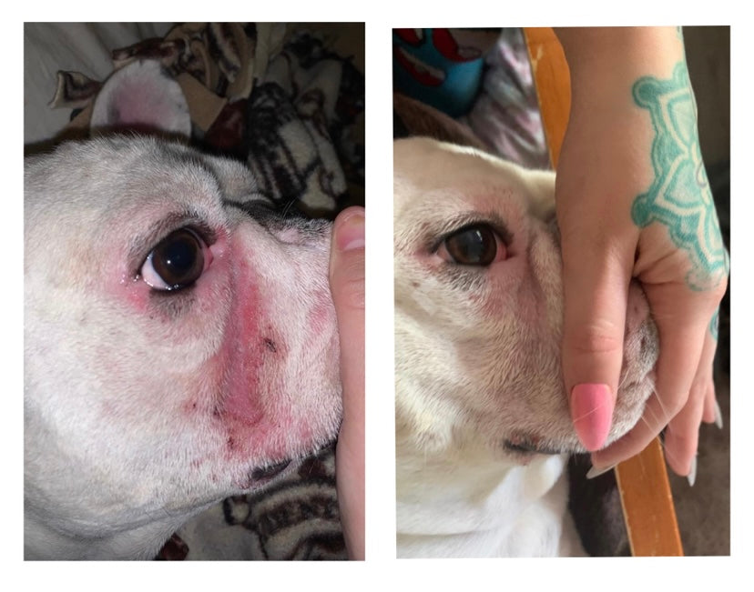 Dog Wrinkle Wipes product image 4