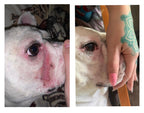 Dog Wrinkle Wipes product image 4