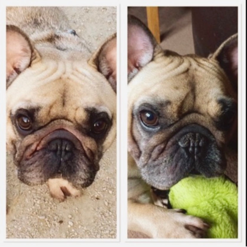 Dog Wrinkle Wipes product image 5