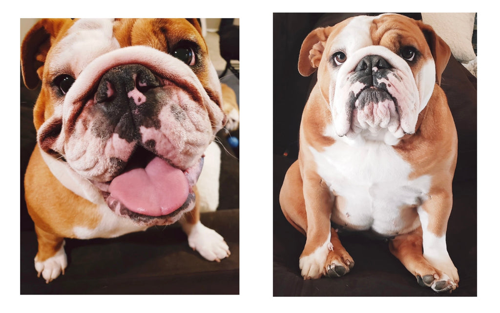 Dog Wrinkle Wipes product image 9