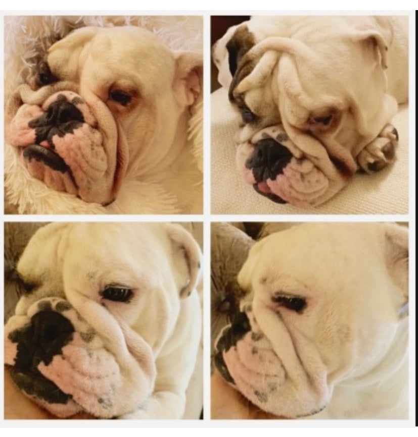 Dog Wrinkle Wipes product image 10