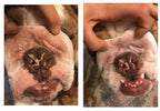 Dog Wrinkle Wipes product image 12