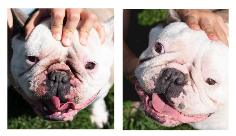 Dog Wrinkle Wipes product image 13