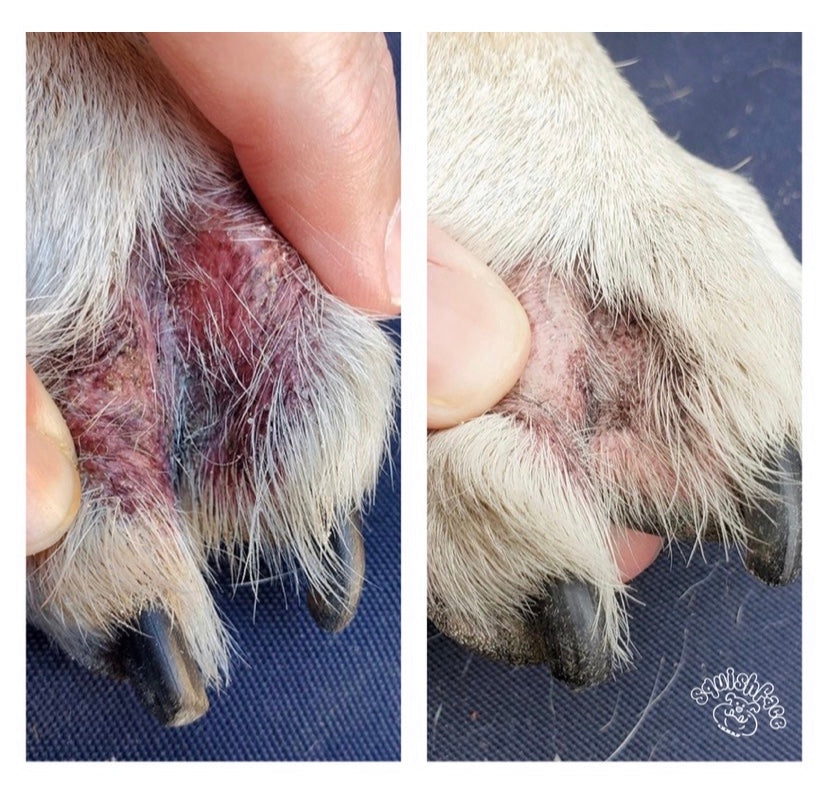 Dog Wrinkle Wipes product image 14