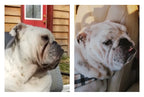 Dog Wrinkle Wipes product image 15