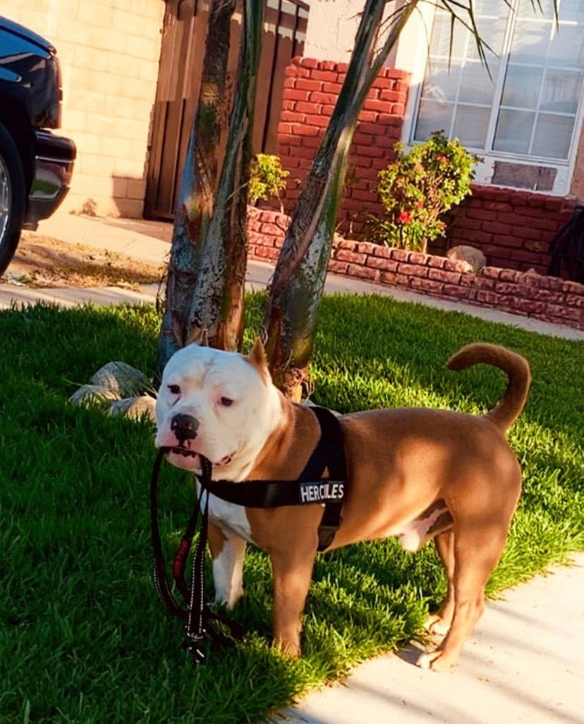 BLACK ADJUSTABLE BULLHUG HARNESS - thebullhug.com