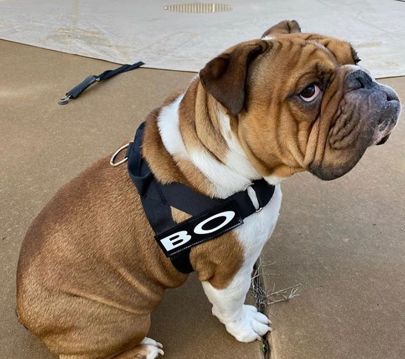 BLACK ADJUSTABLE BULLHUG HARNESS - thebullhug.com
