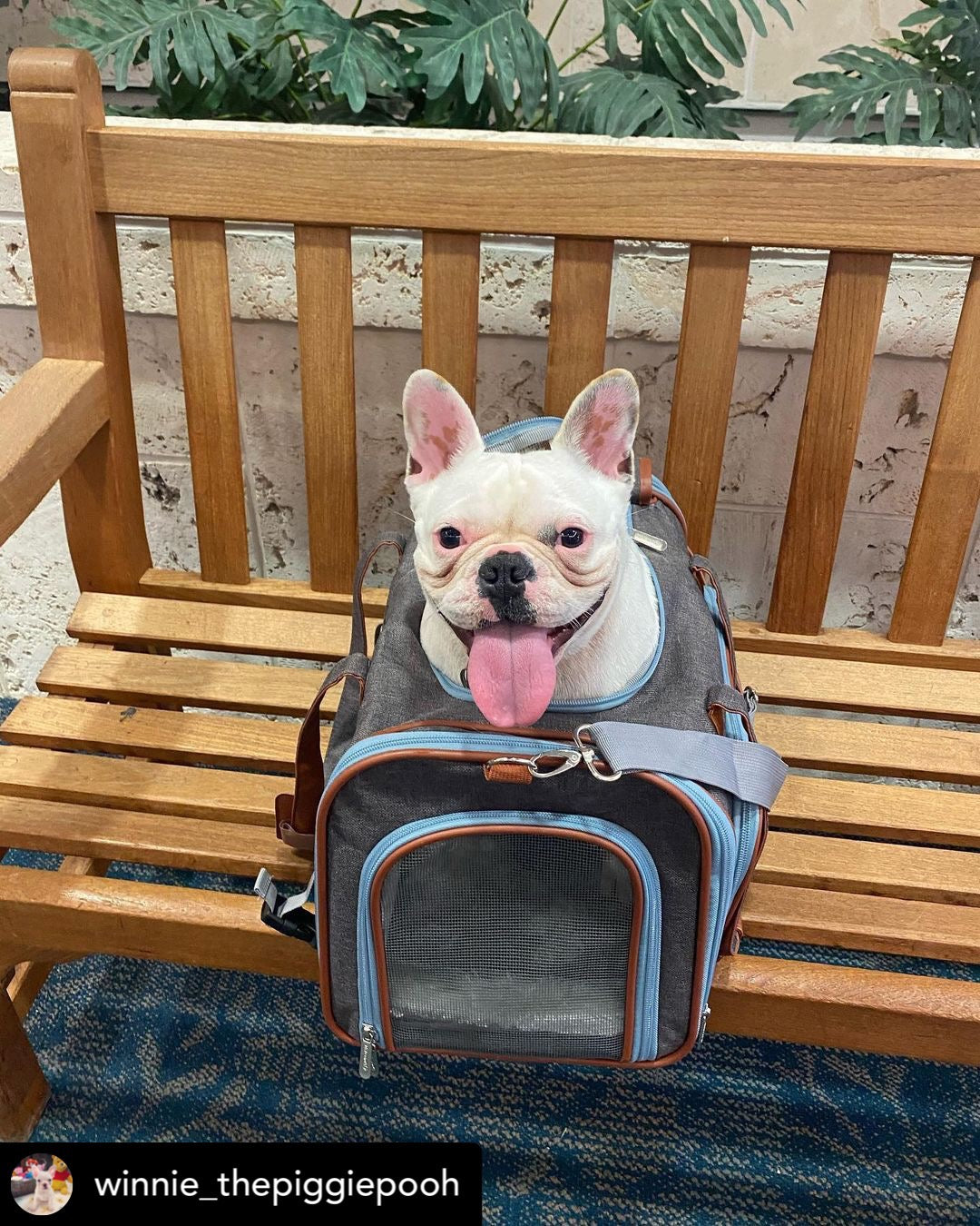 Mr. Peanut's Gold Series Big Apple XL Expandable Pet Carrier V3.0 product image 4