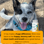 Dog Oral Health and Mobility Support Supplement product image 8