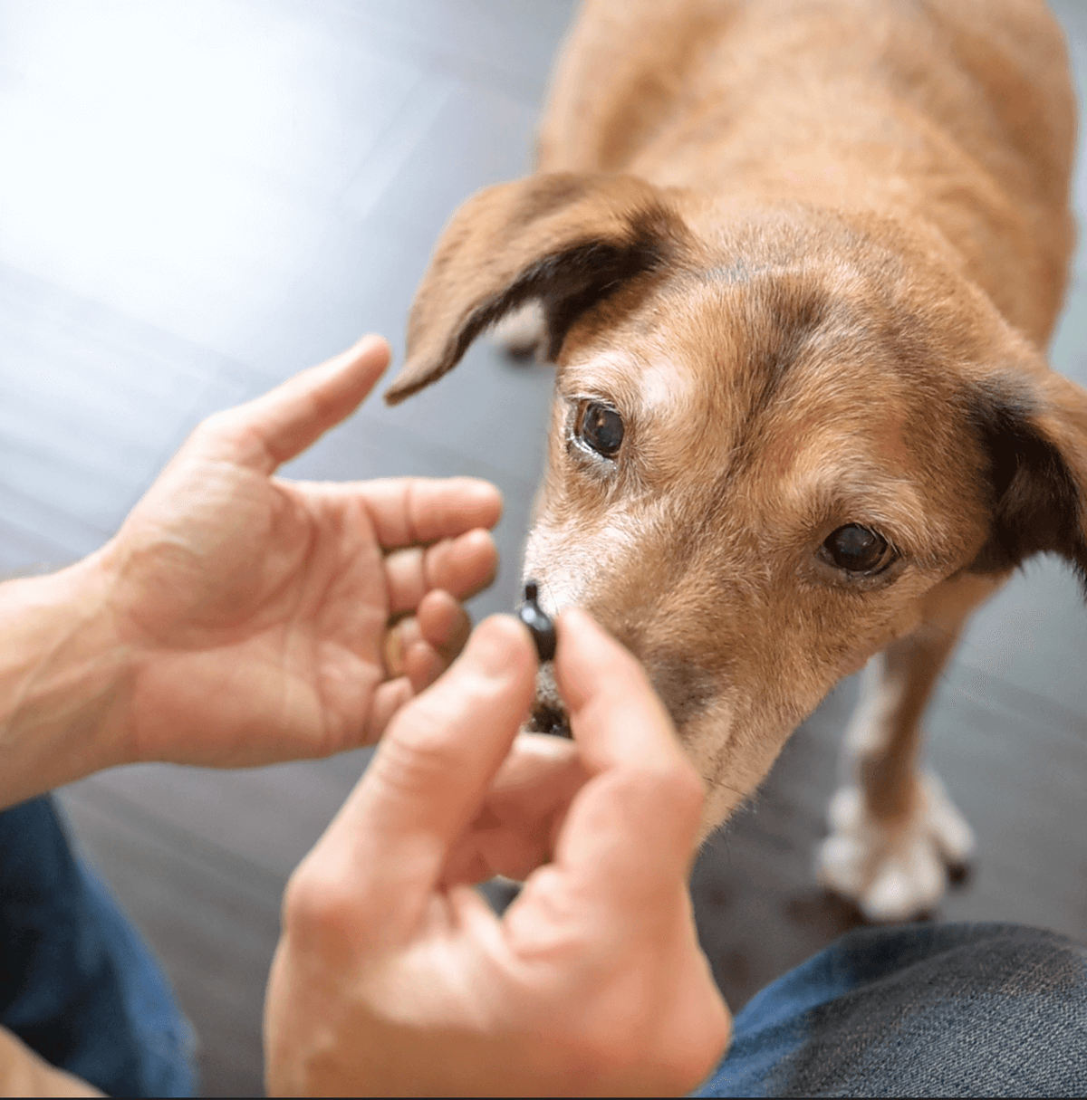 Dog Oral Health and Mobility Support Supplement product image 12