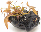 Live Tiger Lotus Aquarium Bulb product image 9