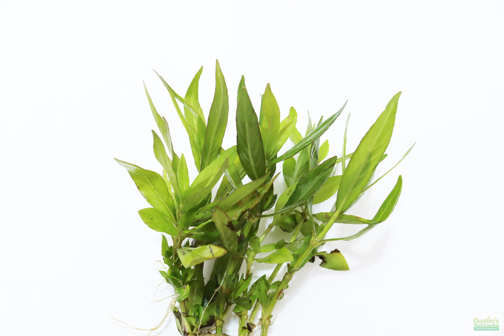 Live Hygrophila Aquarium Plant product image 1