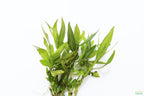 Live Hygrophila Aquarium Plant product image 1