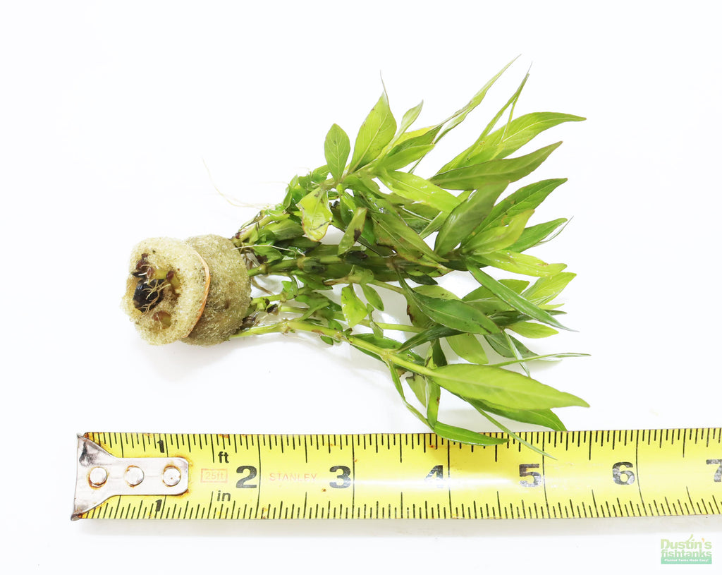 Live Hygrophila Aquarium Plant product image 2