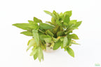 Live Hygrophila Aquarium Plant product image 3