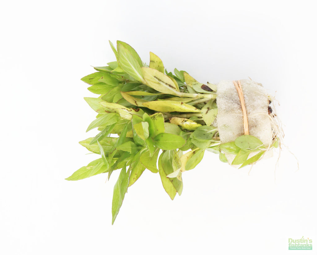 Live Hygrophila Aquarium Plant product image 4
