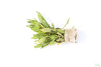 Live Hygrophila Aquarium Plant product image 5